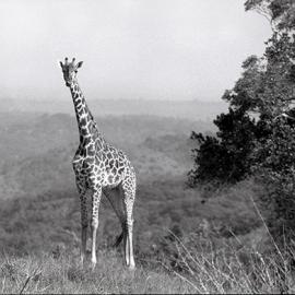 The Mighty Giraffe